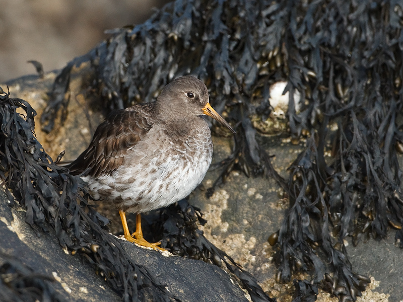 Calidris maritima Paarse Strandloper Purple Sandpiper